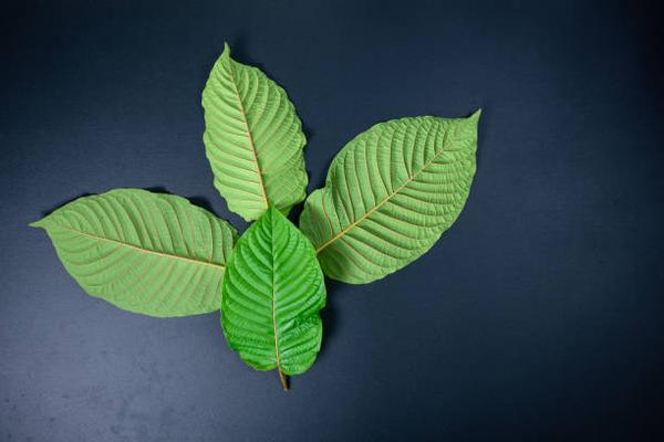 Green Vein Malay Kratom: Potency and Benefits