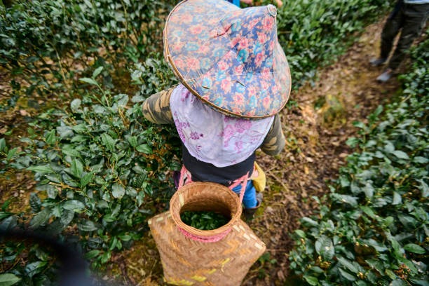Garden First, Pharmacy Later Herbal Wellness at Its Roots